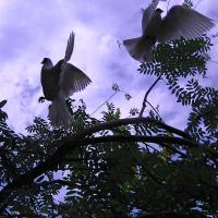 Awatar - CharlatanStudio